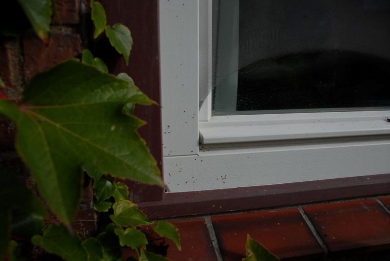 Blankeneese 01 8 768x514